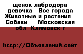 щенок лабродора девочка - Все города Животные и растения » Собаки   . Московская обл.,Климовск г.